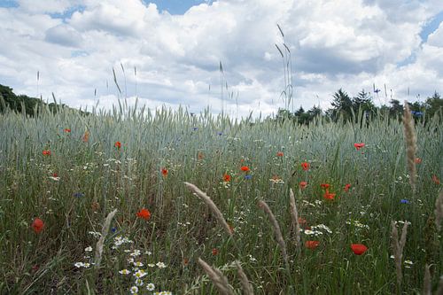 Korenbloemen voor een veldboeket