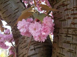 Rosa Blütenbaum Kirschbaumblüten blühen von BEAM van de Kamp