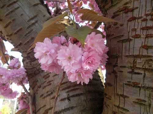 Pink Blossom tree Cherry tree flowers bloom