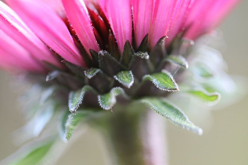 Zonnehoed van Marieke Funke