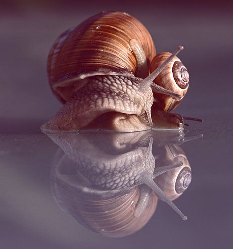 Dansende slakken