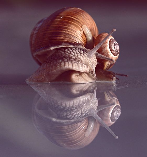 Dansende slakken by Nathalie Jongedijk