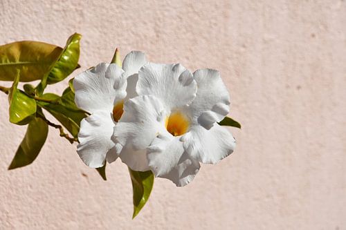 Fleur blanche dans la lumière chaude du soleil