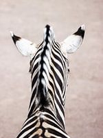 Portrait of a Zebra