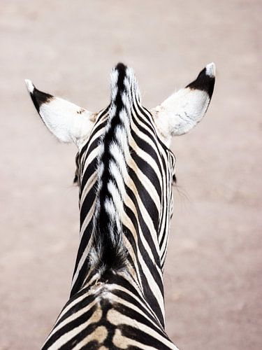 Portret van een zebra