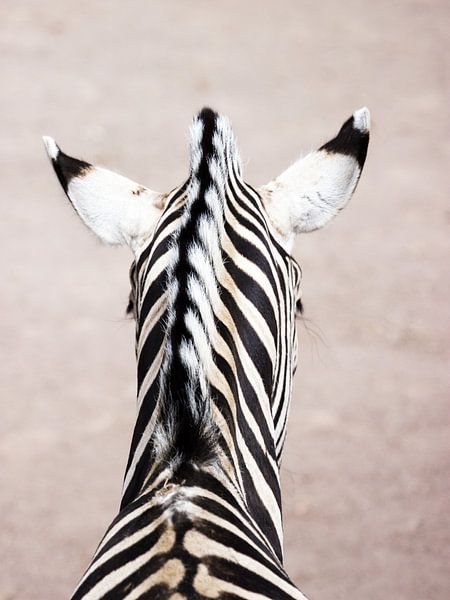 Porträt eines Zebras von Devin Meijer