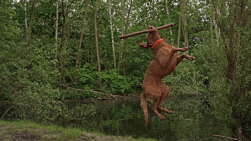 Waterspelletjes aan het meer met een bruine Magyar Vizsla ruwharige hond .