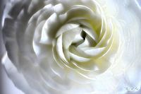 Close-up van een Ranonkel bloem (Ranunculus asiaticus)