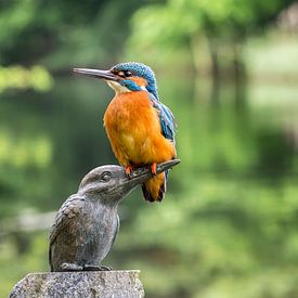 Kingfisher on kingfisher statue by Frans Lemmens