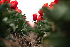 a stubborn tulip in the tulip field
