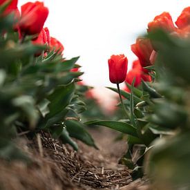 eine widerspenstige Tulpe im Tulpenfeld von Marieke Smetsers