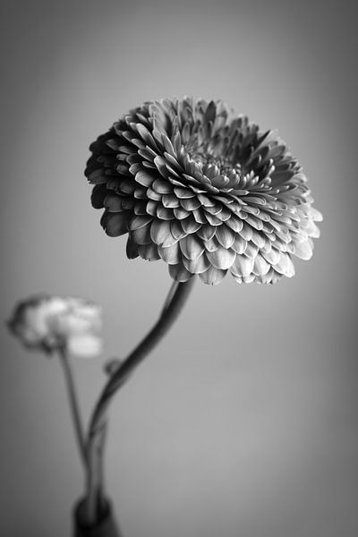 Show yourself by Stefan Guggenbichler