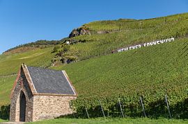 Vignoble de Wehlener Sonnenuhr sur Richard Wareham