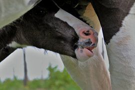 Kiekeboe by a schotanus