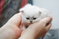 Newborn and already so cute.