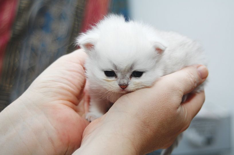 Newborn and already so cute. by Petra van Engelenburcht