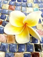Blüte einer Frangipani auf einem Mosaik farbiger Steine (stehend)