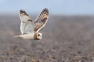 Velduil in vlucht van Pim Leijen