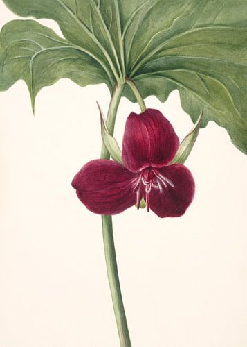 Sweet Trillium