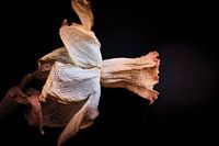 smoking daffodil on black