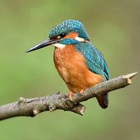 Kingfisher ( Alcedo atthis ) adult male on its lookout