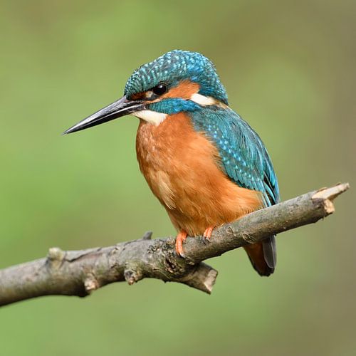 kleurrijk... IJsvogel *Alcedo atthis* over de rivieroever