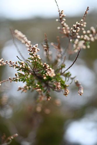 Winter floral