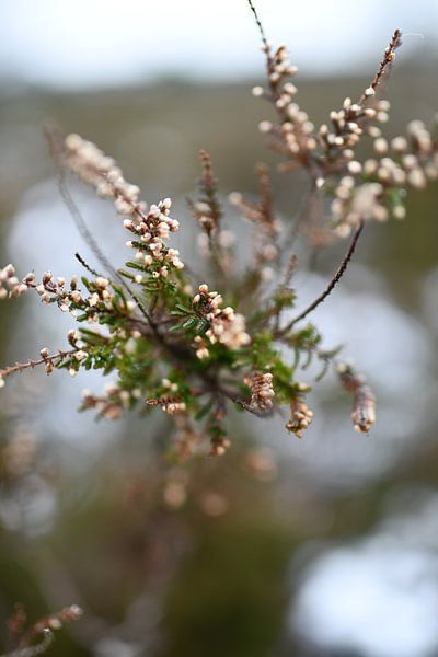 Winter floral by Femke Sijtsma