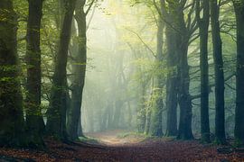 Riesenbuchenbäume von Roelie Steinmann