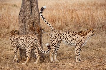 Cheetahs markeren hun territorium van Peter Michel
