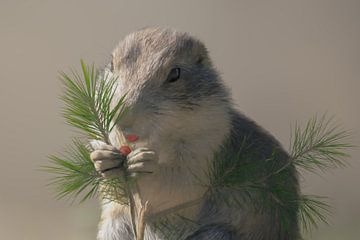 Baby squirrel eating a berry by Karin aan de muur