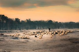 Schaapskudde onderweg naar de hei in de ochtend van gooifotograaf