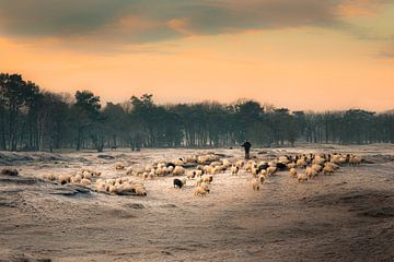 Schafherde auf dem morgendlichen Weg ins Moor von gooifotograaf