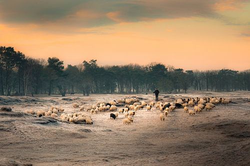 Herd of sheep on their way to the moor in the morning