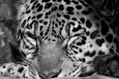 Amoerpanter geeft knipoog.