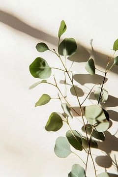 Eucalyptus schaduw van Poster Art Shop