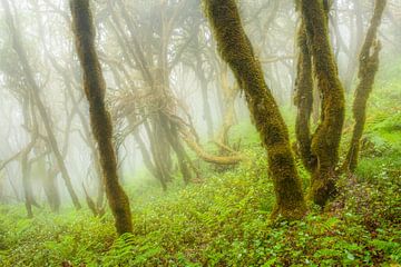 Regenwoud op La Gomera van Chris Stenger