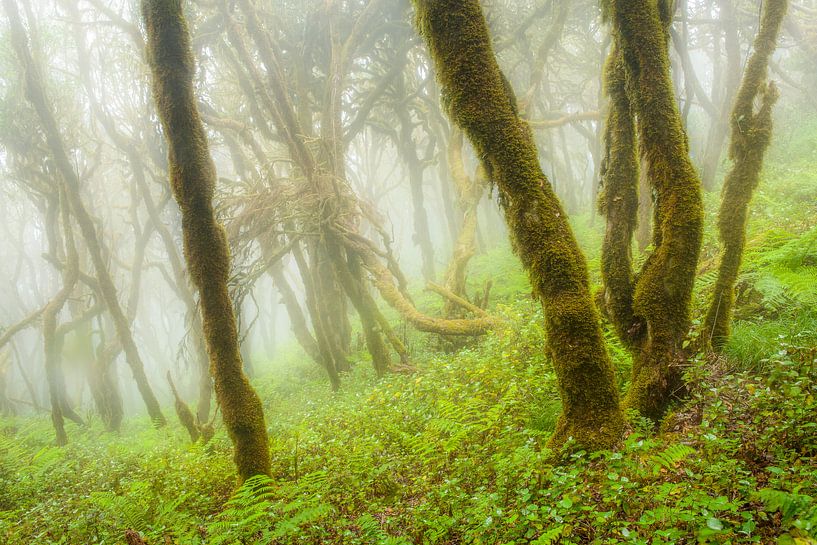 Rainforest on La Gomera by Chris Stenger