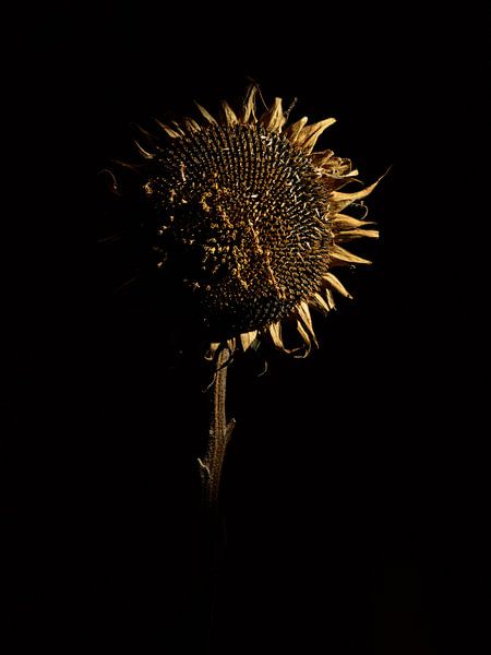zonnebloem van Ton Dopping