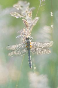 Libelle und Licht