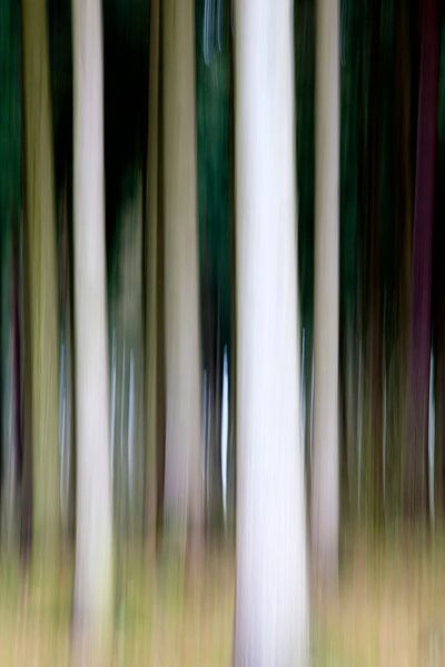 Buchenzauber by Kirsten Warner