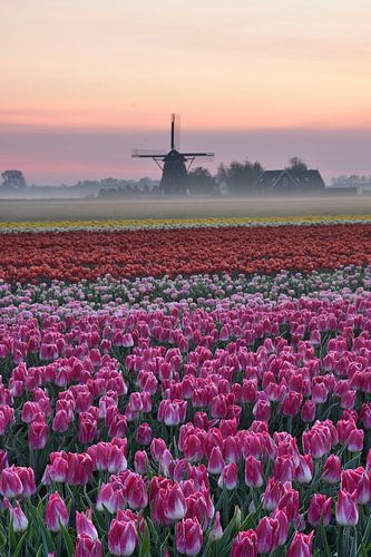 Bloembollenveld met molen en grondmist