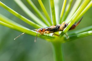 Betoverende Eenvoud: Een Oorwurm in Schermkruid