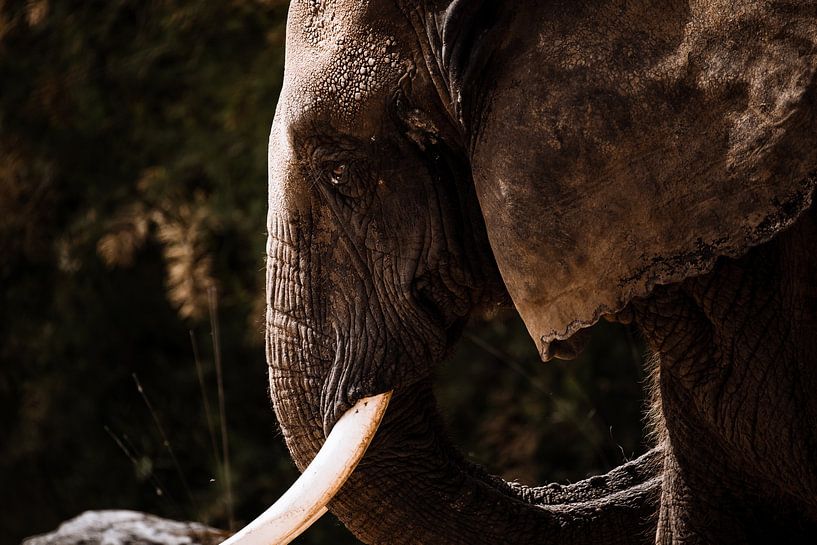 Profil latéral d'un éléphant par Design Wall Arts