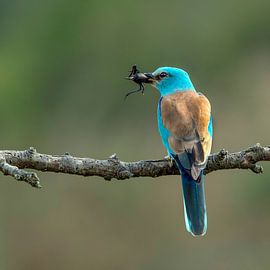 Rouleau, Coracias garrulus.