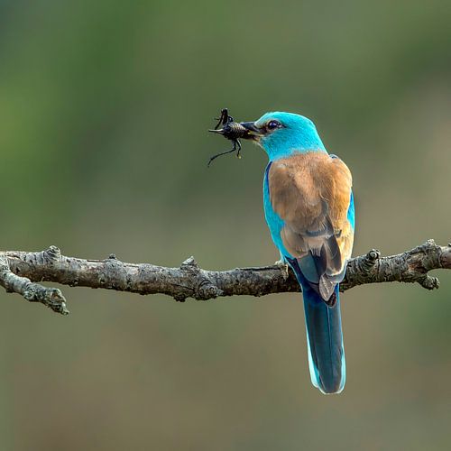 Scharrelaar, ( Engels European Roller), Coracias garrulus.