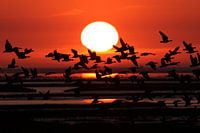 Oies au coucher du soleil