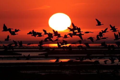 Gänse bei Sonnenuntergang