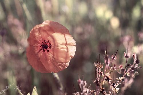 Poppy in the backlight