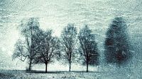 Park bomen 